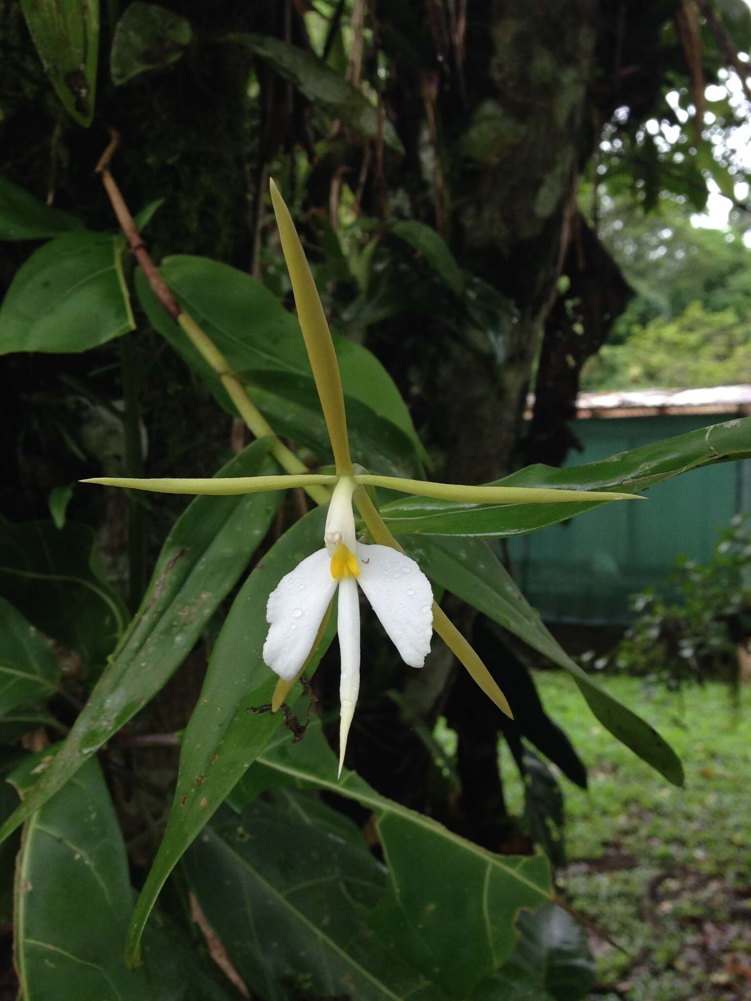 Image de Epidendrum nocturnum Jacq.