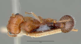 Image of California Harvester Ant