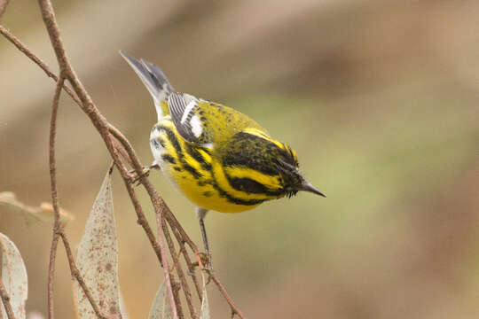 Image of Townsend's Warbler