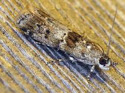 Ancylosis undulatella Clemens 1860 resmi