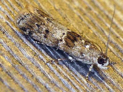 Ancylosis undulatella Clemens 1860 resmi