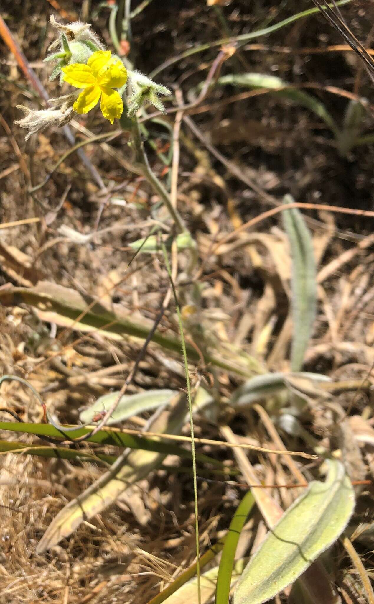 Image of Goodenia robusta (Benth.) K. Krause