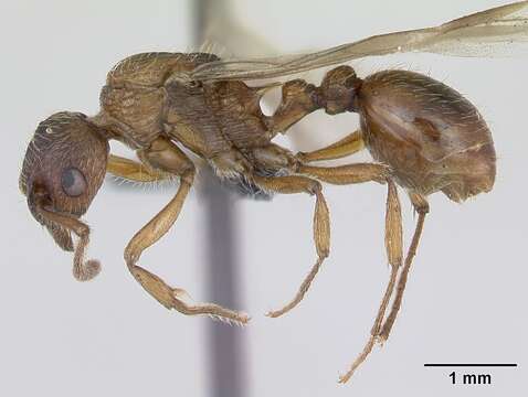 Image of Myrmica ruginodis Nylander 1846