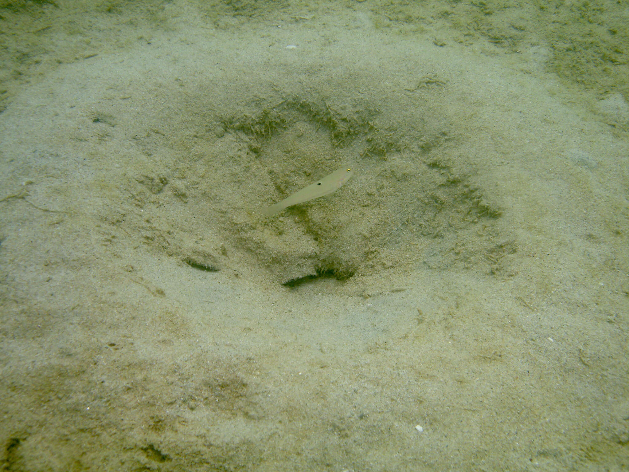 Image of Sixspot goby