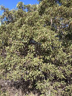 Image of laurel sumac