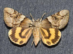 Image of Catocala fulminea