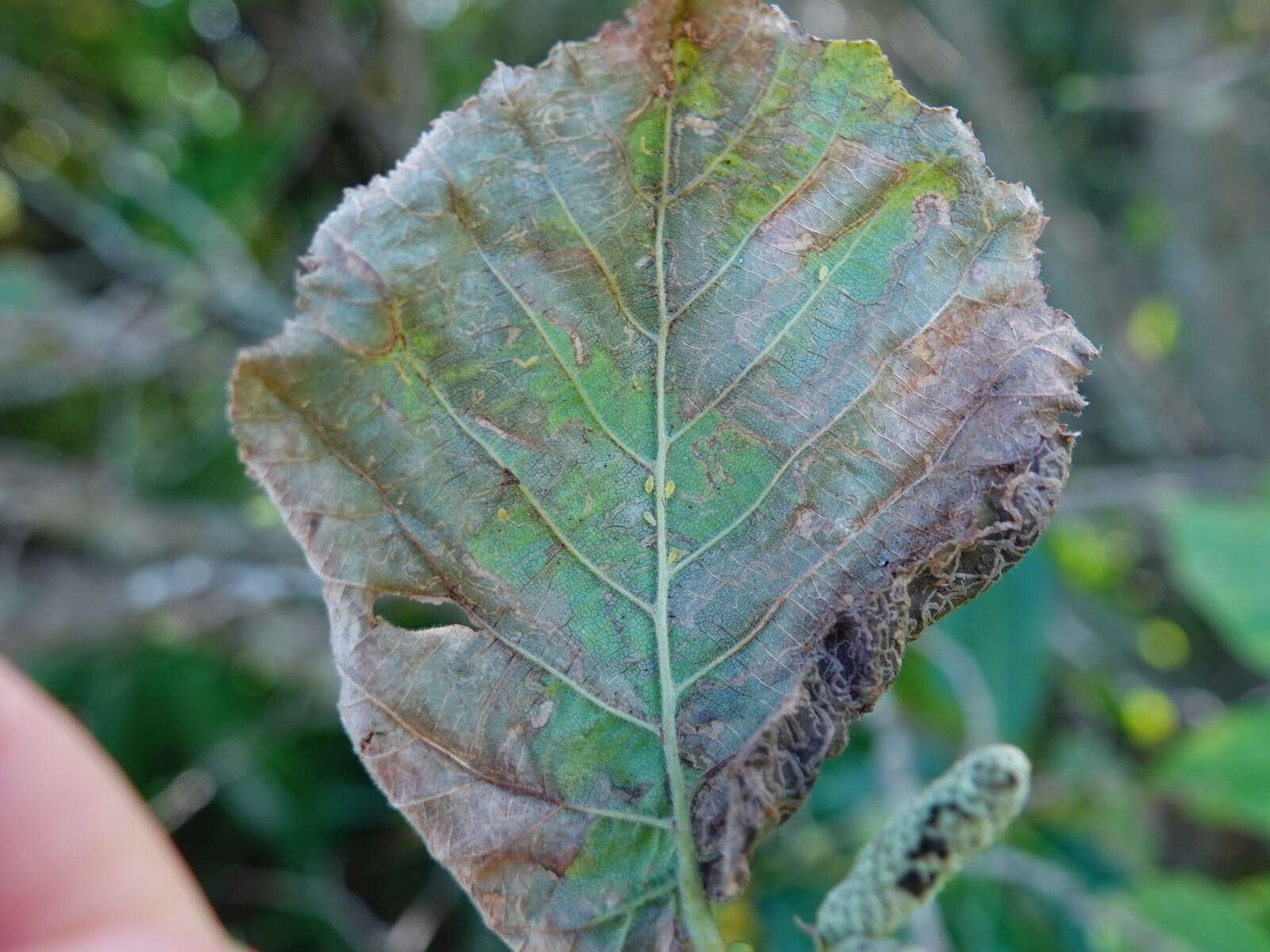 Imagem de Stigmella microtheriella (Stainton 1854) Fletcher et al. 1945