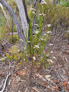 Image of Ixodia achillaeoides subsp. alata