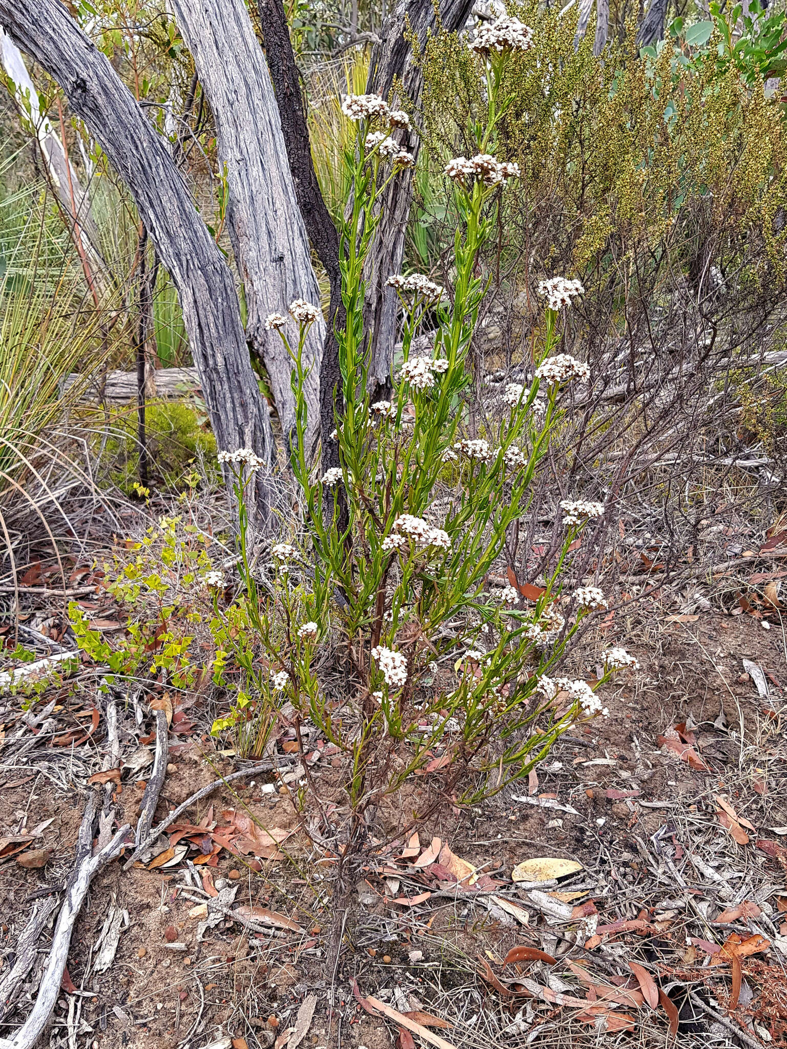 صورة Ixodia achillaeoides subsp. alata