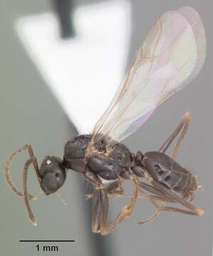 Image of False Honey Ant