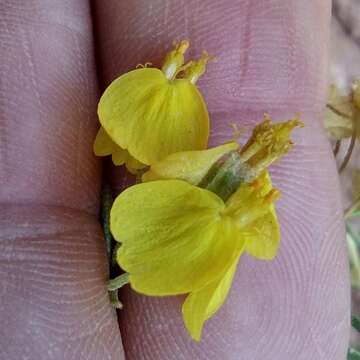 Image of greenstem paperflower