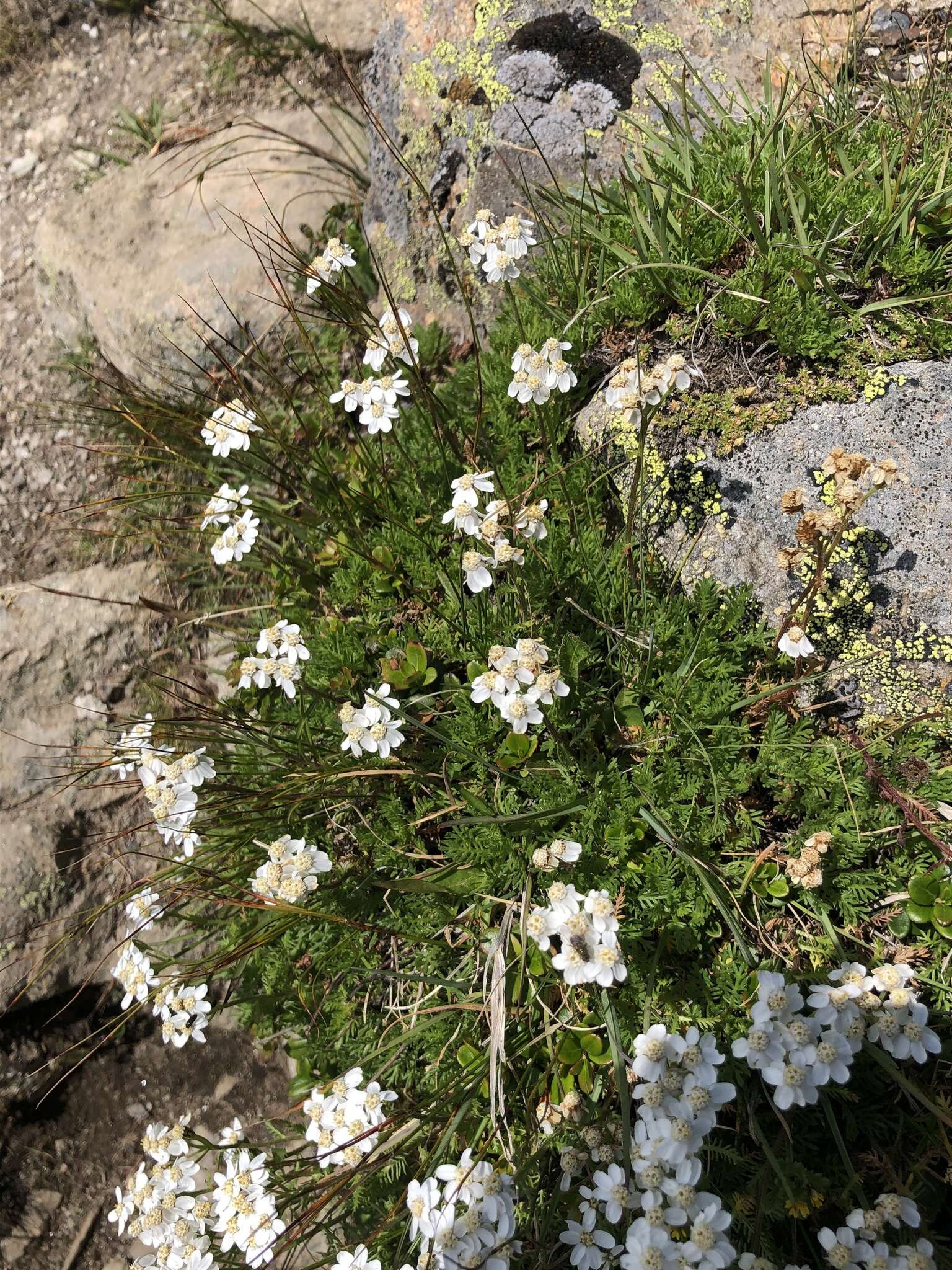 Achillea erba-rotta subsp. moschata (Wulfen) I. B. K. Richardson resmi