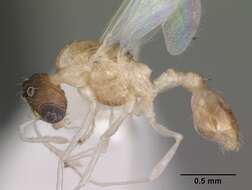 Image of Temnothorax curvispinosus