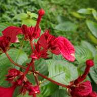 Image of red mussaenda