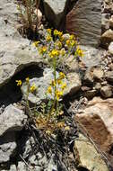 Image of lobeleaf groundsel