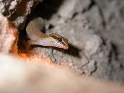 Image of Saurodactylus brosseti (Bons & Pasteur 1957)