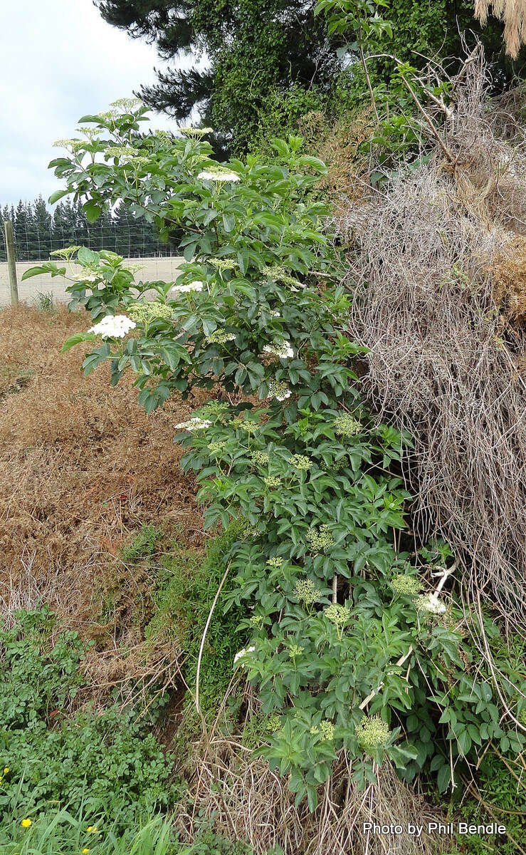 Image of Sambucus nigra L.