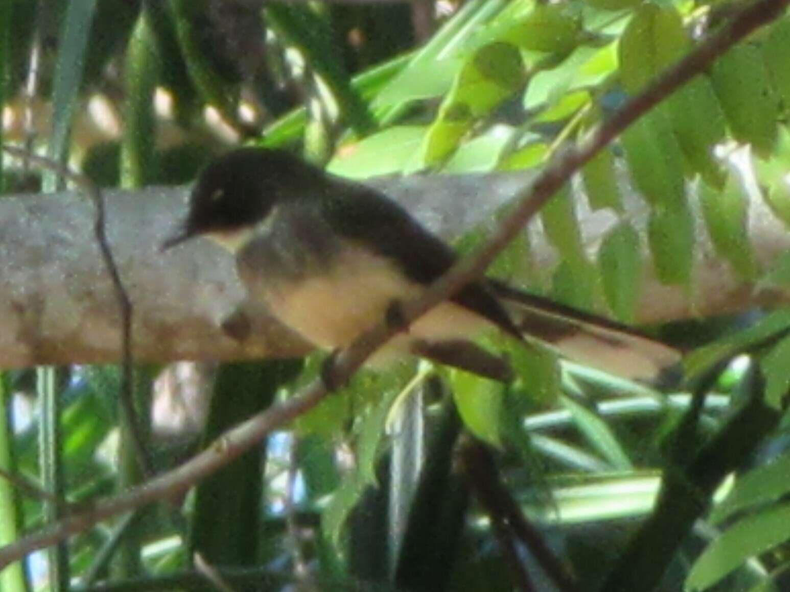 Image of Australian Northern Fantail