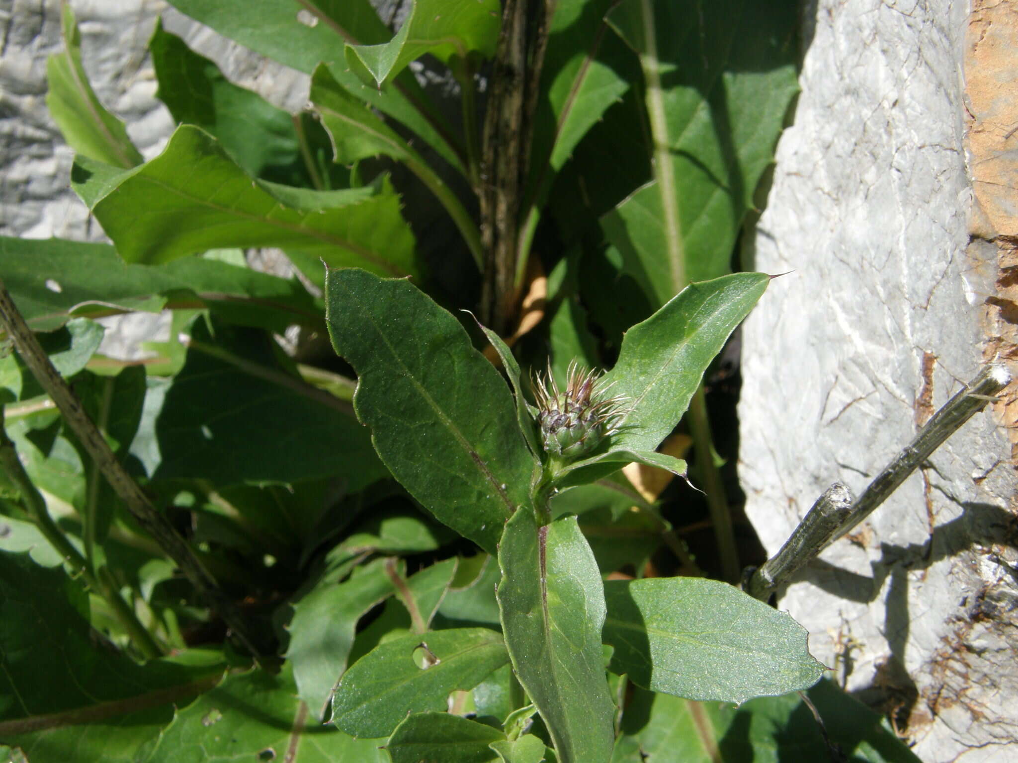 Image de Klasea flavescens subsp. mucronata (Desf.) P. Cantó & S. Rivas-Martínez