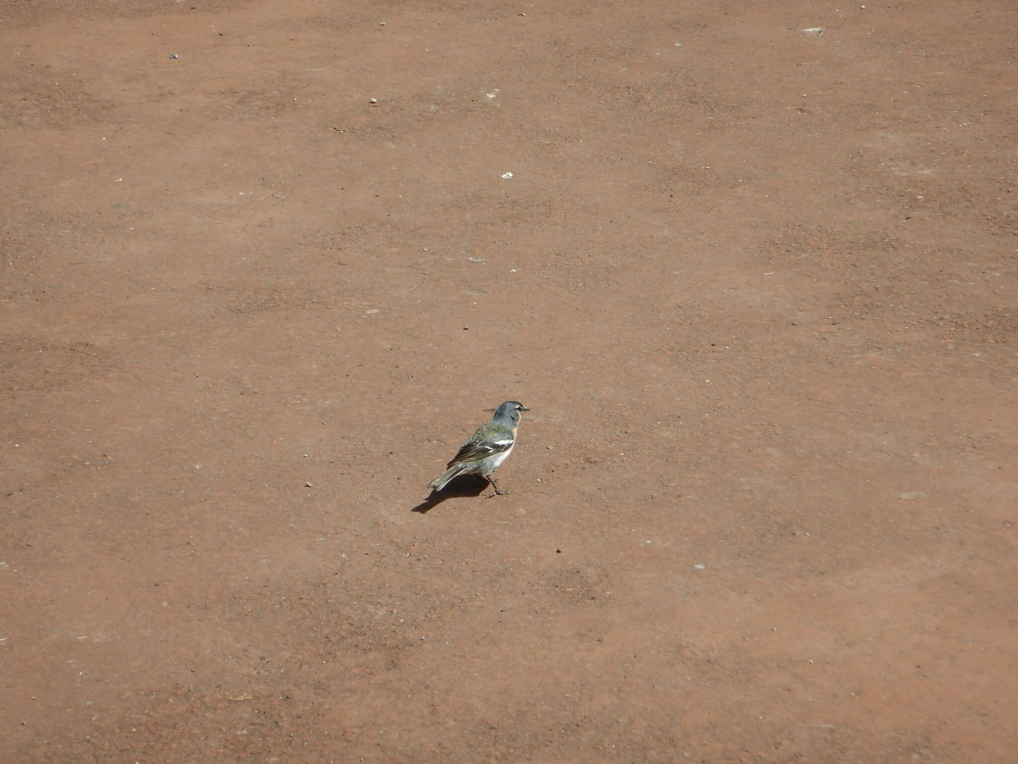 Image of Fringilla coelebs moreletti Pucheran 1859