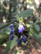 Image de Salvia mocinoi Benth.