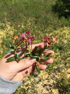 Image of Kalmia microphylla (Hook.) A. Heller