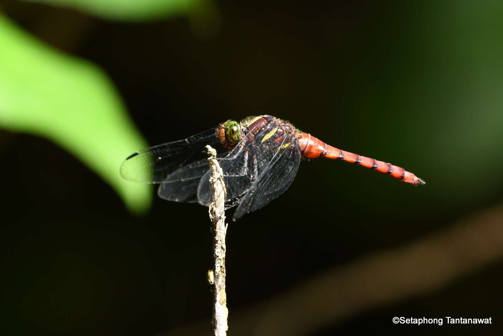 Image de Onychothemis culminicola Förster 1904