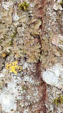 Image of melanelia lichen