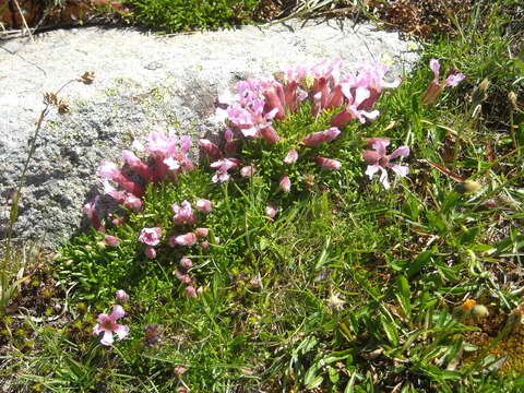 Image of Saponaria pumila Janchen