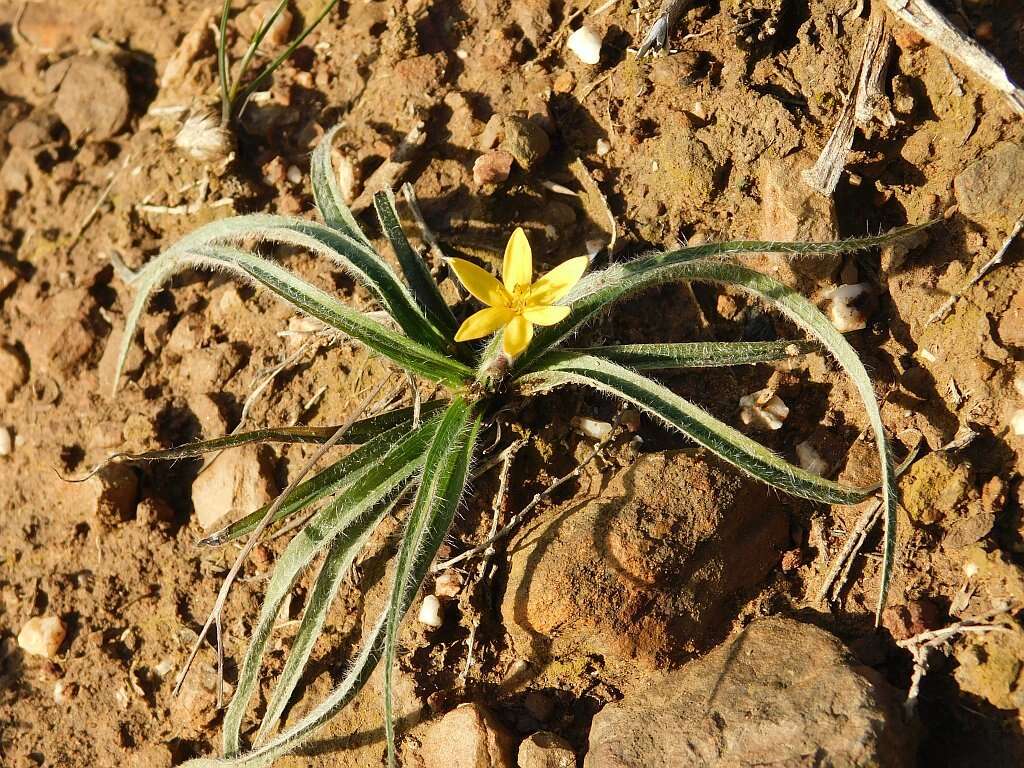 Image of Hypoxis floccosa Baker