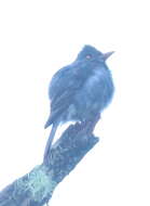 Image of Dark Pewee