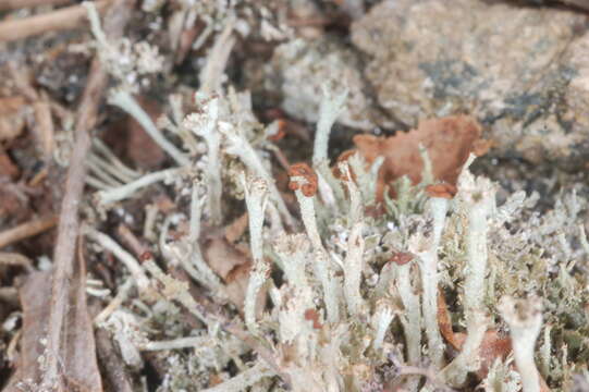 Image de Cladonia rei Schaer.