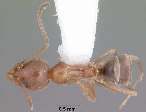 Image of Argentine Ant