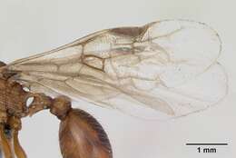 Image of Myrmica ruginodis Nylander 1846