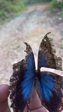 Morpho helenor Cramer 1782的圖片