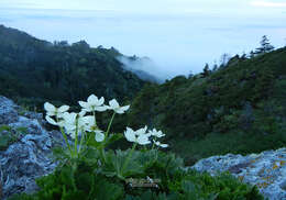 Image of narcissus anemone