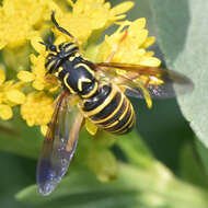 Image of Eastern Hornet Fly