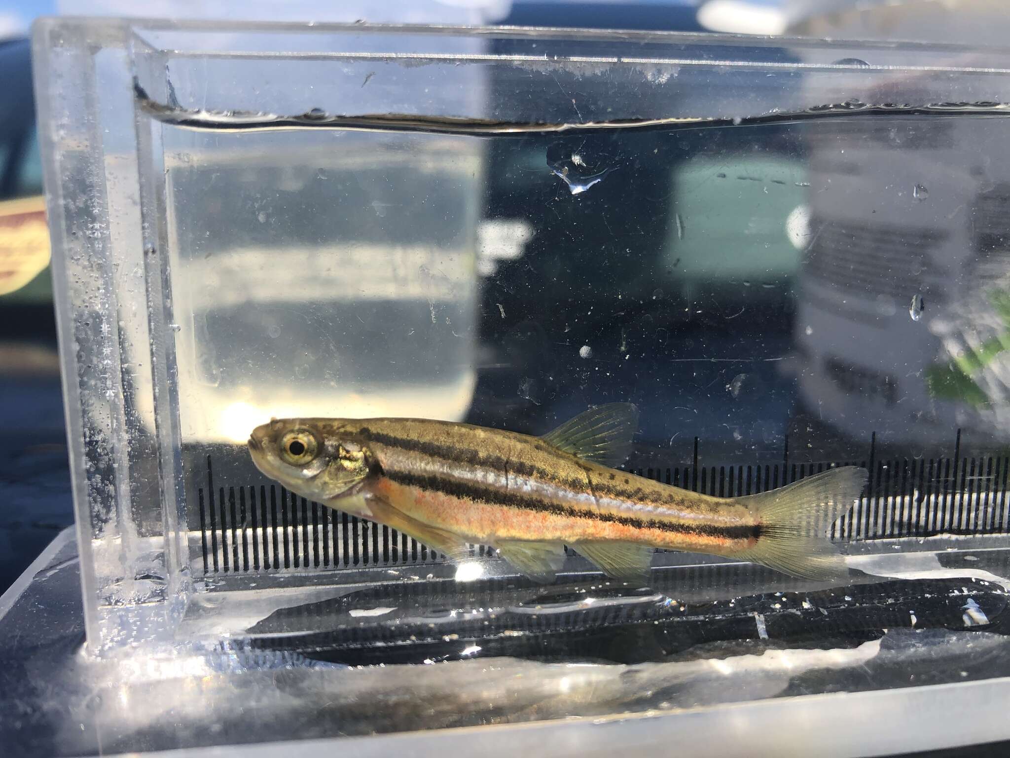 Image of Northern Redbelly Dace