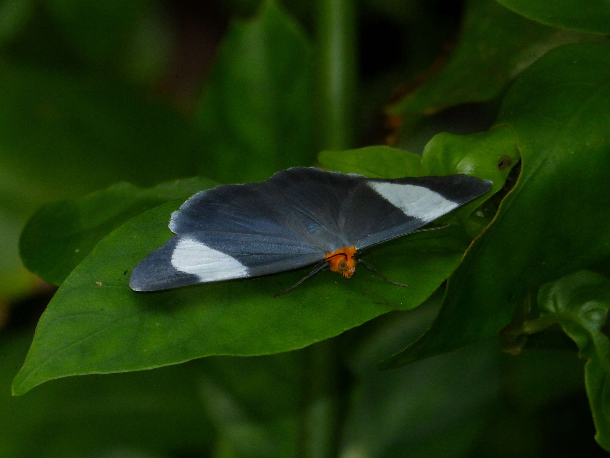 Image de Simena luctifera Walker 1856