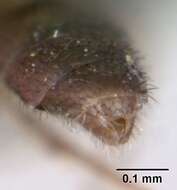 Image of Paraprionopelta