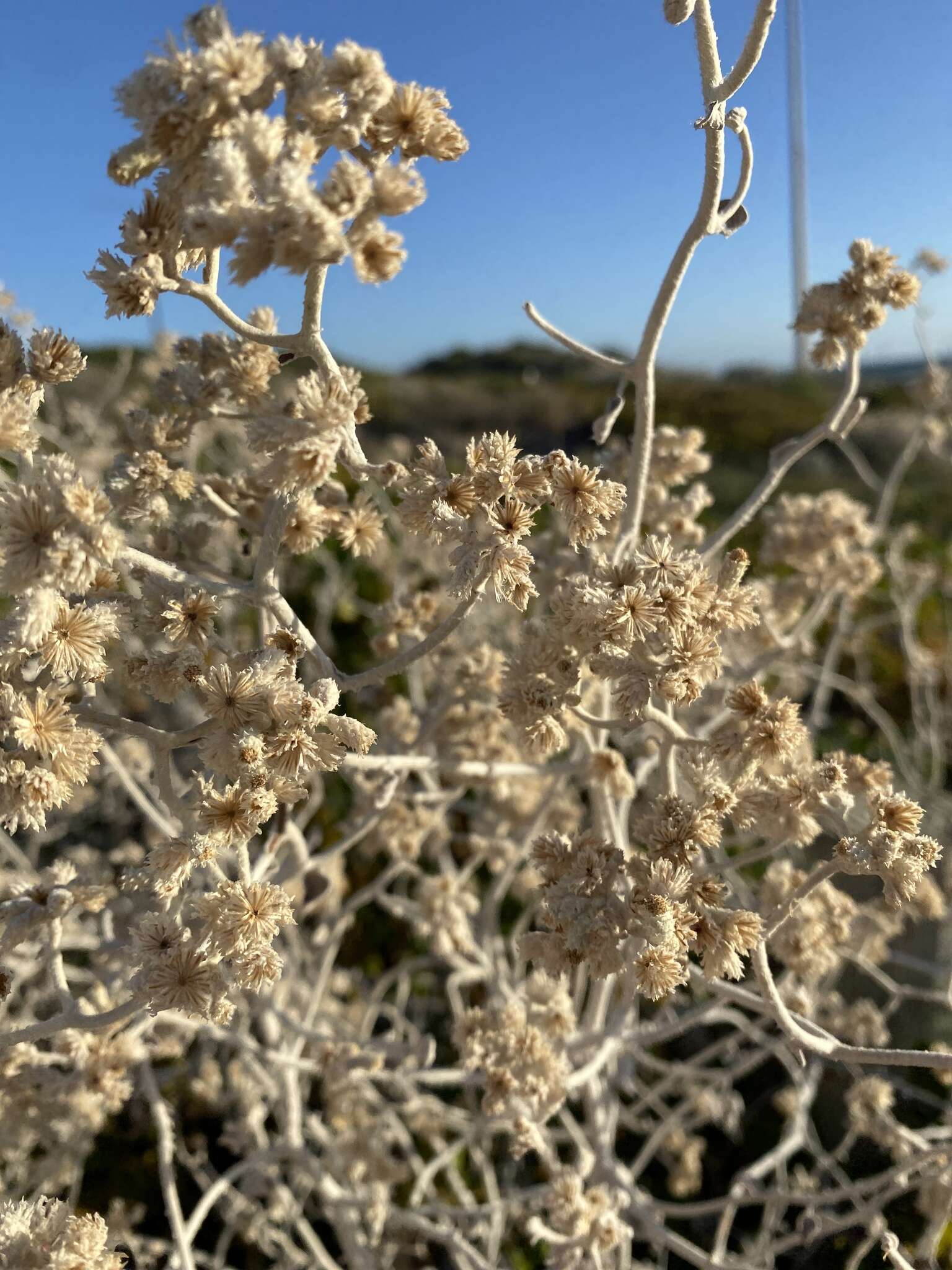 Pithocarpa cordata (DC.) Schmidt-Leb. & R. L. Barrett resmi