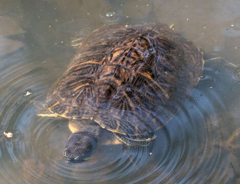 Image of Trachemys grayi panamensis Mccord, Joseph-Ouni, Hagen & Blanck 2010