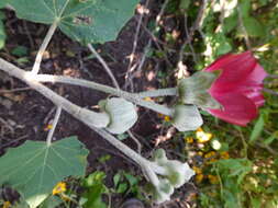 Image de Phymosia umbellata (Cav.) Kearney