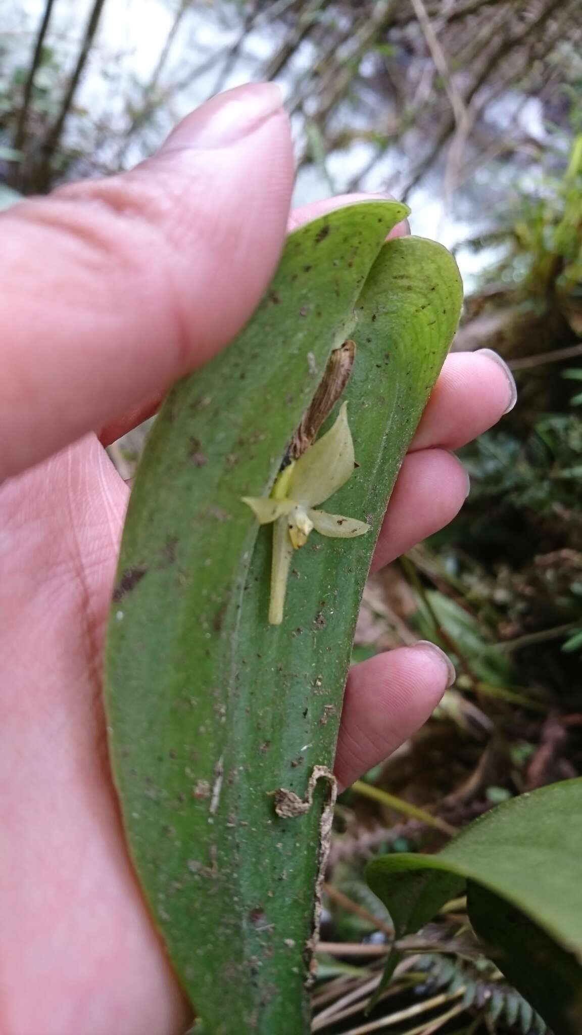 Imagem de Pleurothallis apopsis Luer