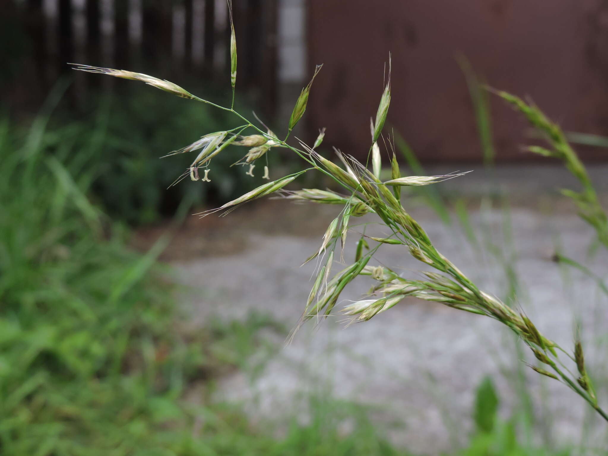 Image of golden oat grass