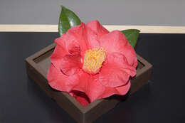 Image of camellia