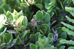 Image of Arctostaphylos uva-ursi subsp. uva-ursi