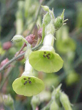 Image of Flowering Tobacco