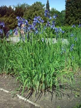 Image of German Iris