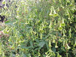 Image of Flowering Tobacco